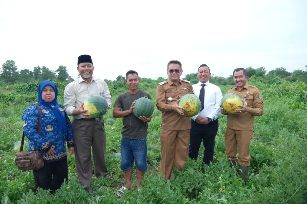 Pjs Bupati Siak panen perdana 50 ton semangka di lahan tidur