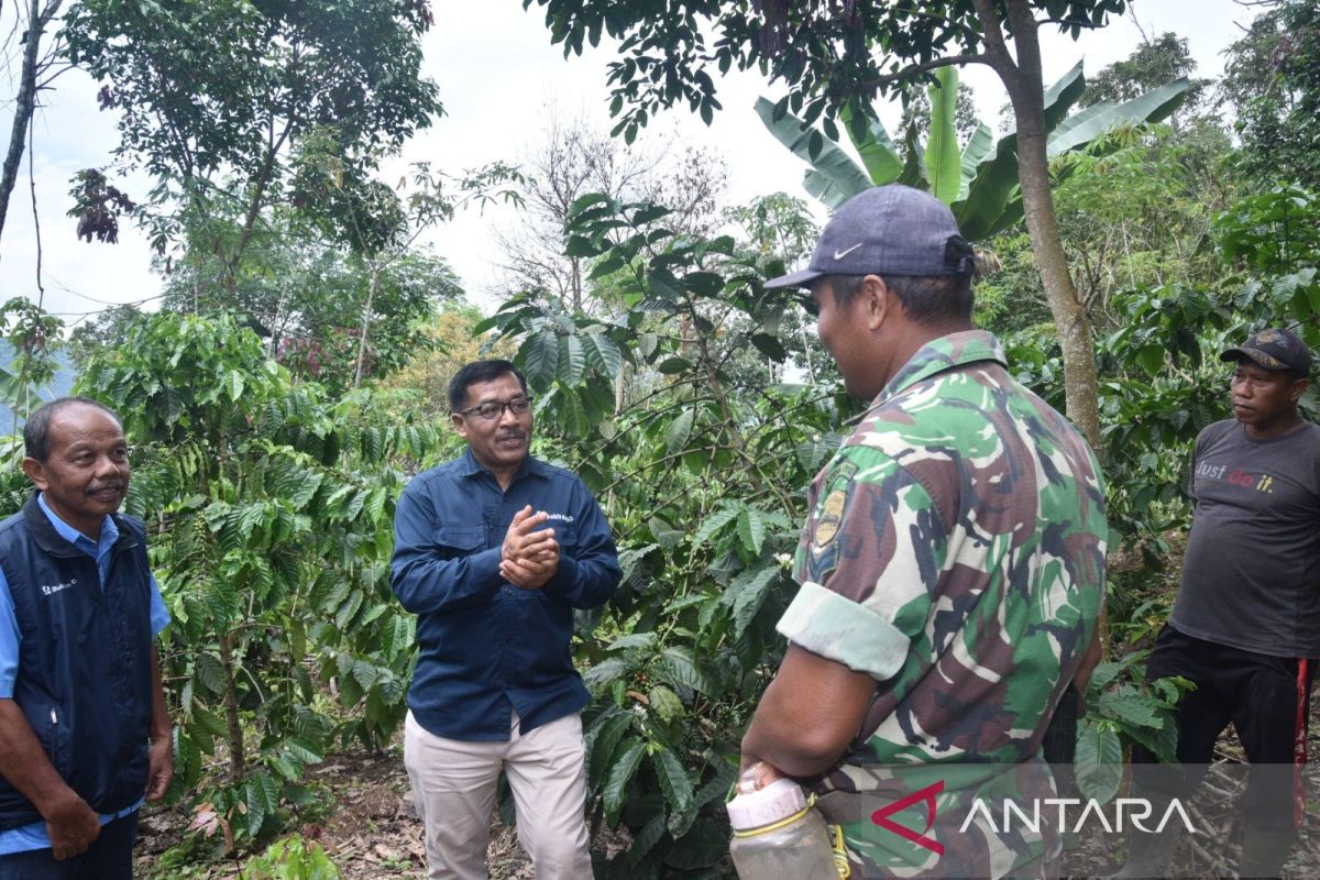 PTBA kembali bantu pertumbuhan perkebunan kopi di Sawahlunto