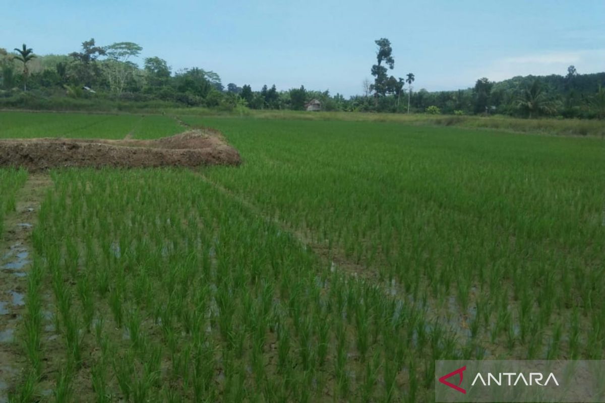 Pembangunan irigasi pompa di Mukomuko selesai 100 persen