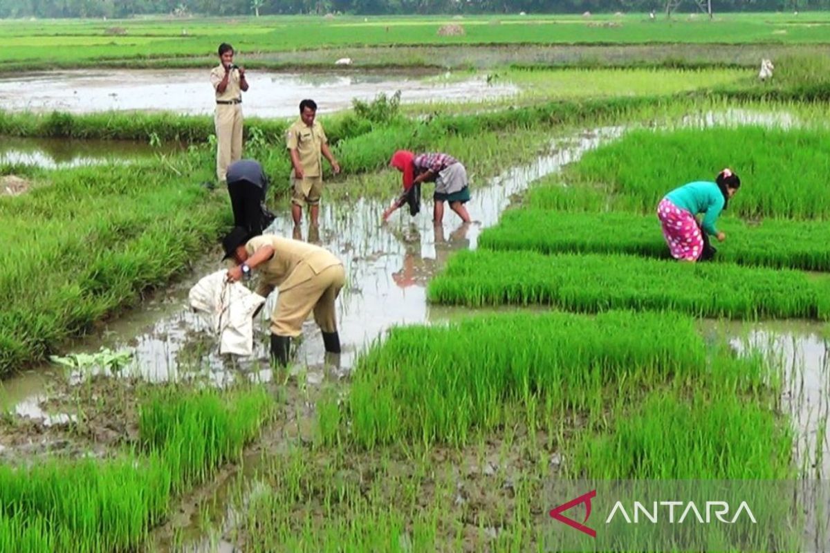 Pemkab Bangkalan usulkan penambahan penyuluh pertanian