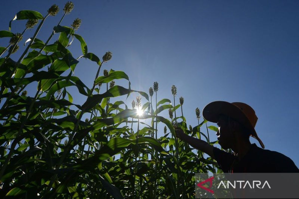 BRIN collaborates with private firm on sorghum research