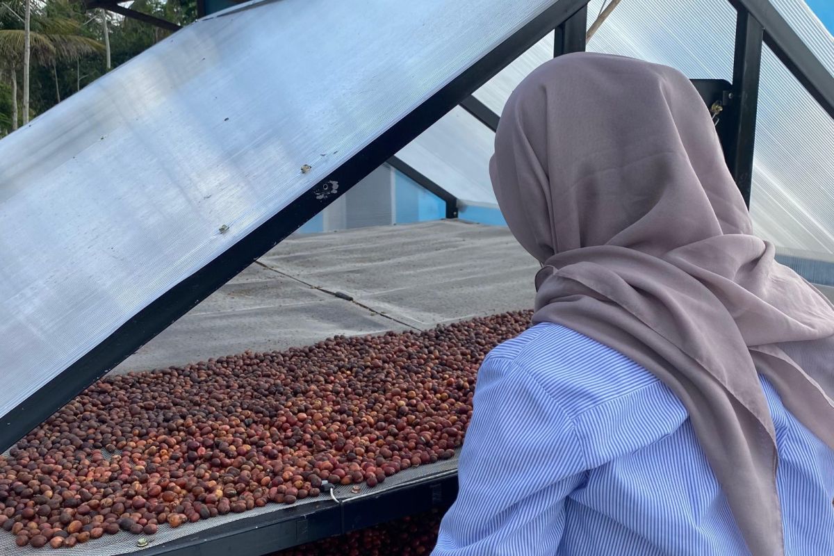 Mahasiswa UMM kembangkan "smart farming" bagi petani kopi