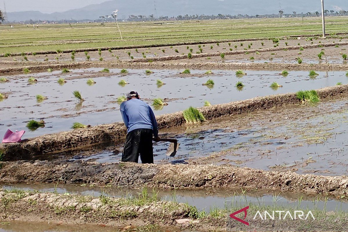 Dispertan Cilacap: Stok pupuk subsidi mencukupi kebutuhan untuk MT I