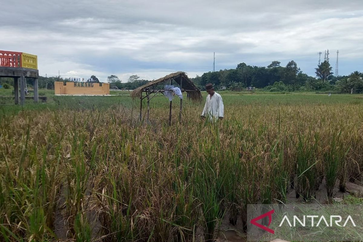 BPS: Nilai tukar petani Babel naik 0,81 persen