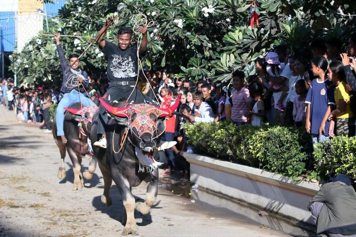 Tradisi balap kerbau berumur satu abad di Kamboja pikat penonton