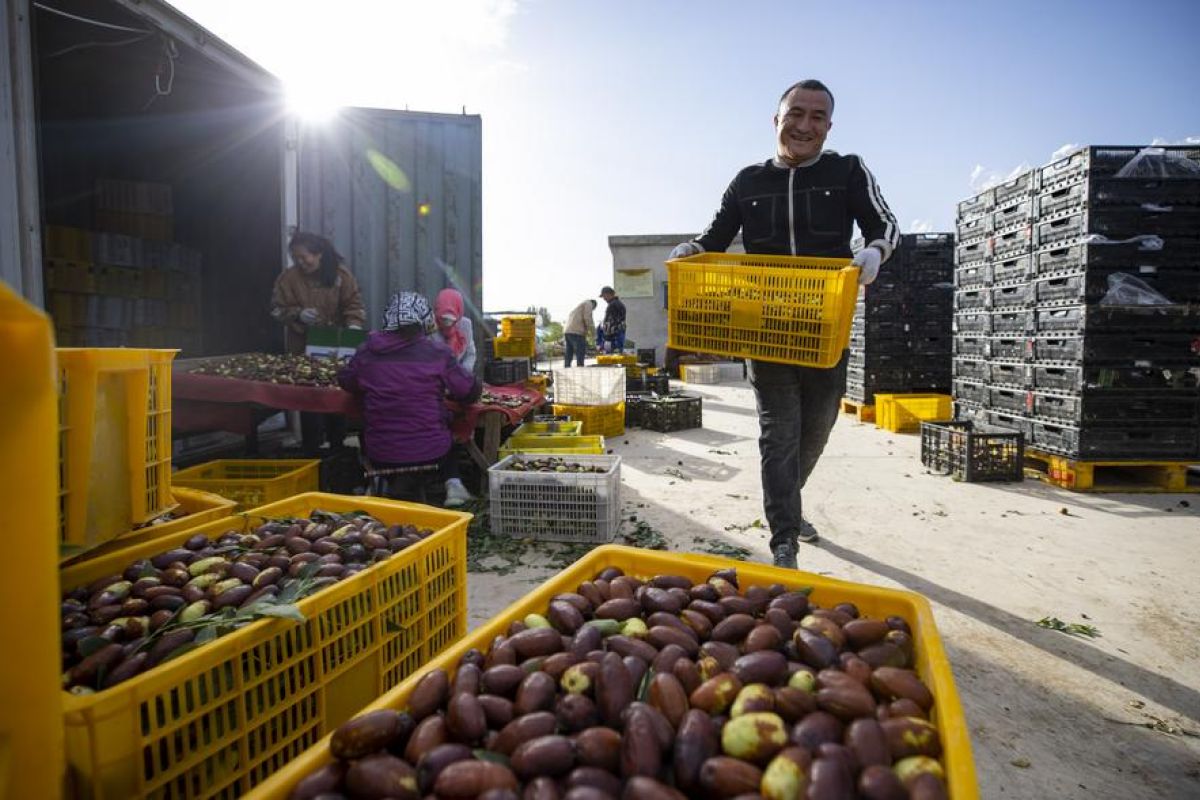 Sibuknya panen jujube khas lokal di Lingwu, China barat laut