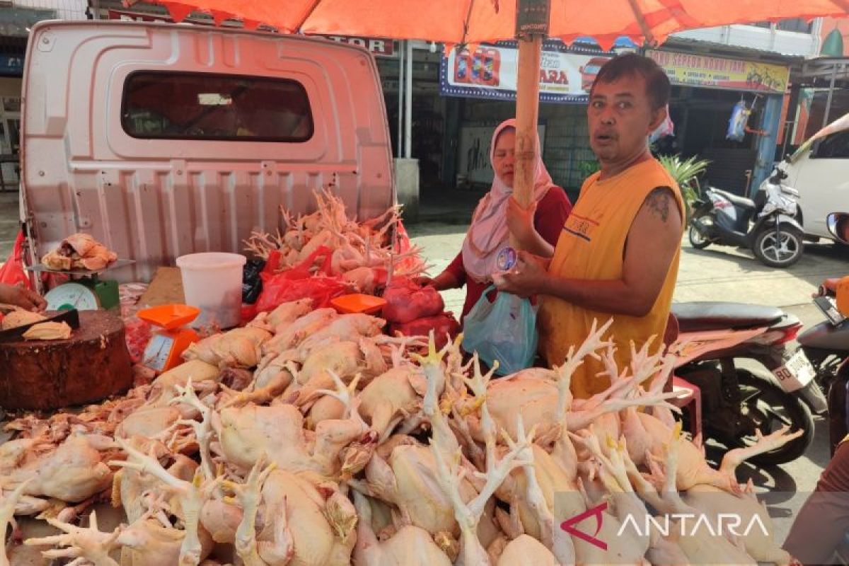 Harga daging ayam di Bengkulu turun jadi Rp25 ribu per kg