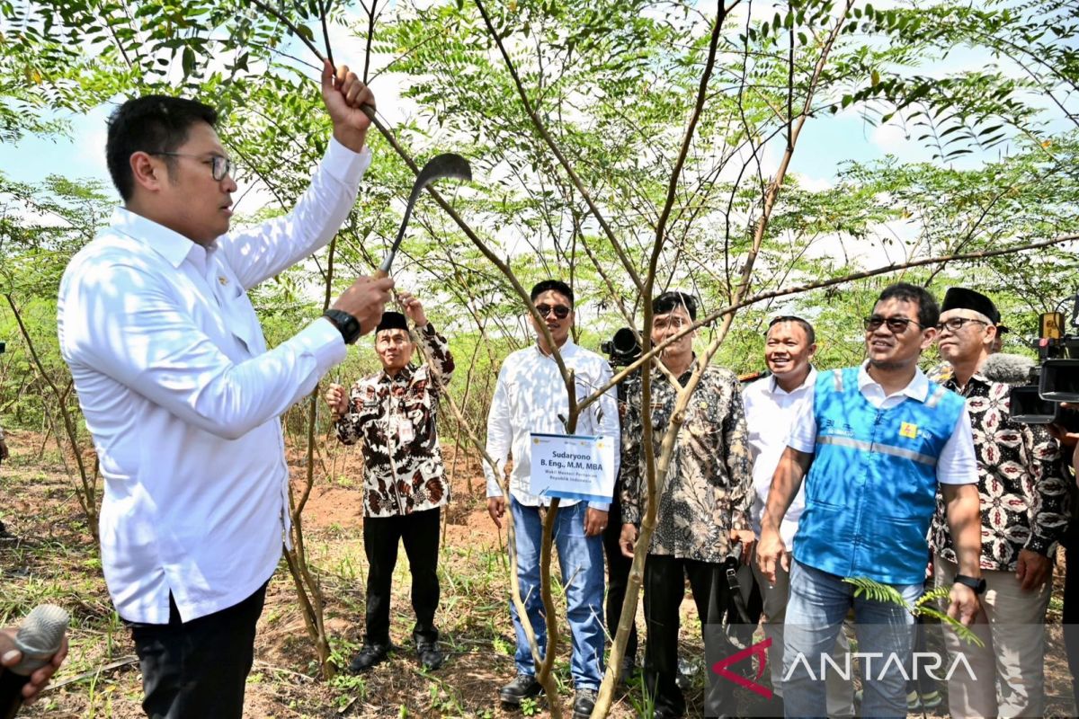 Terus kembangkan bahan Co-Firing Biomassa, PLN-Kementan luncurkan model pertanian terpadu