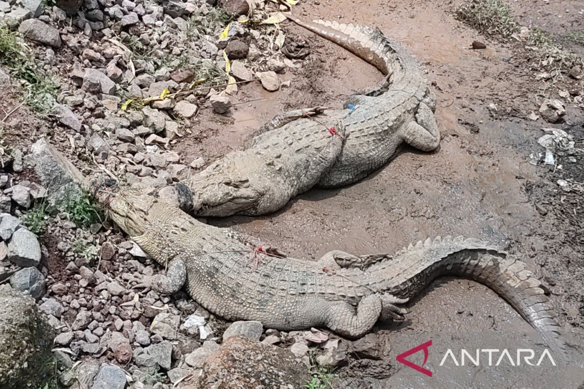 Petugas tangkap tiga buaya lepas dari penangkaran