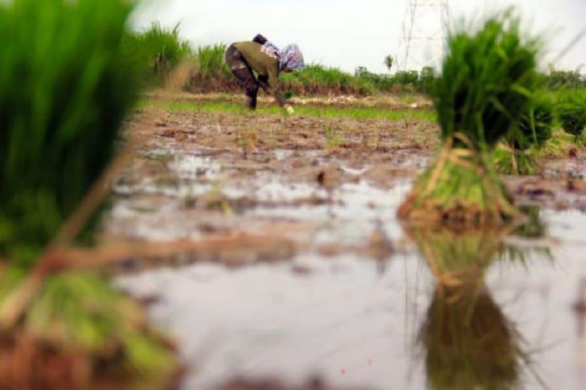 Penambahan areal tanam 97.000 hektar padi di Sumut terpenuhi