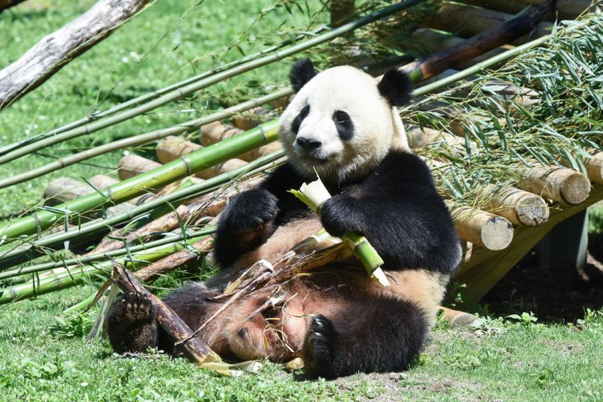 Kebun Binatang Madrid hadirkan penjaga berbasis AI di kandang panda