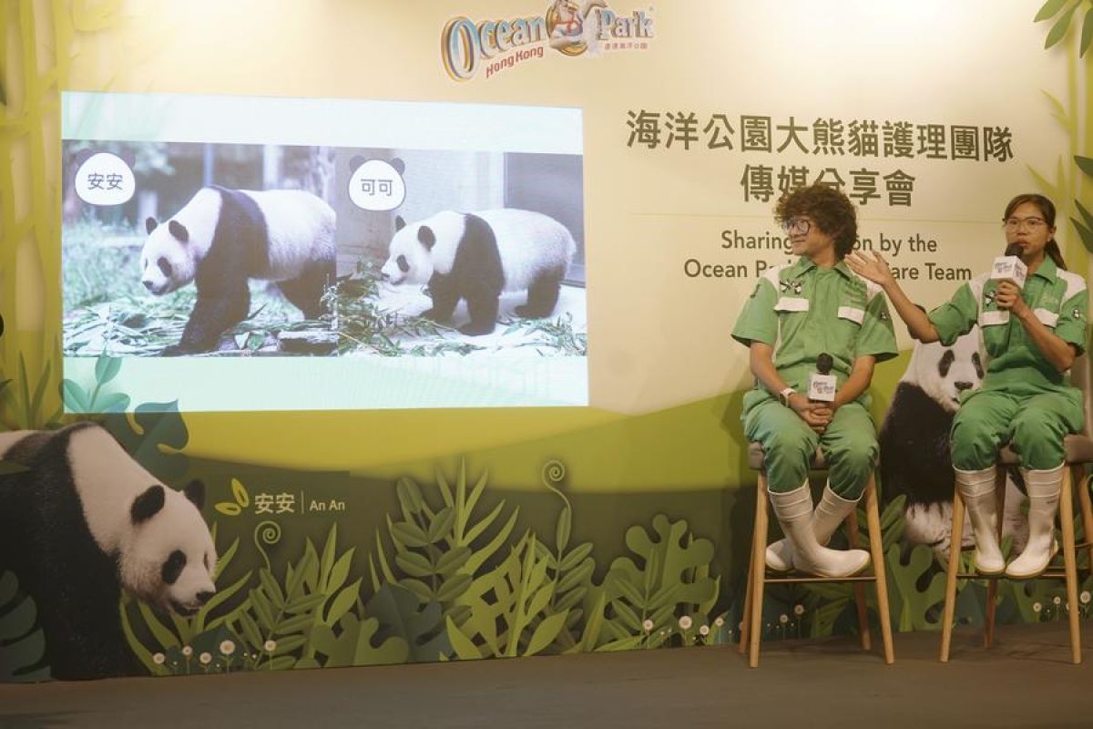 Menilik proses adaptasi panda An An dan Ke Ke di Hong Kong, China