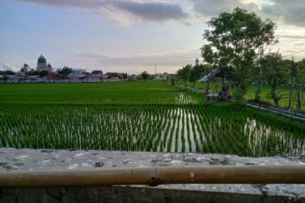 Mataram atasi kekurangan air sawah dengan bantuan mesin pompa