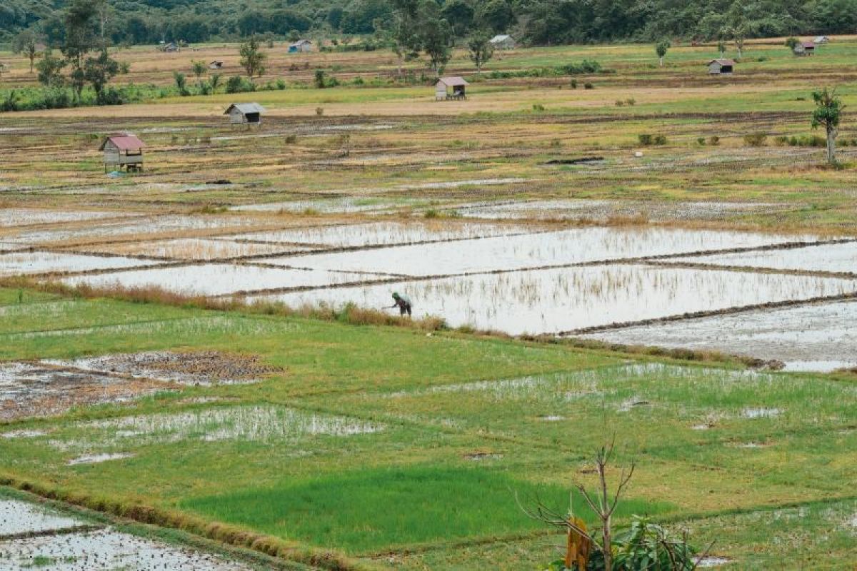 Sedahan Jaya raih penghargaan 