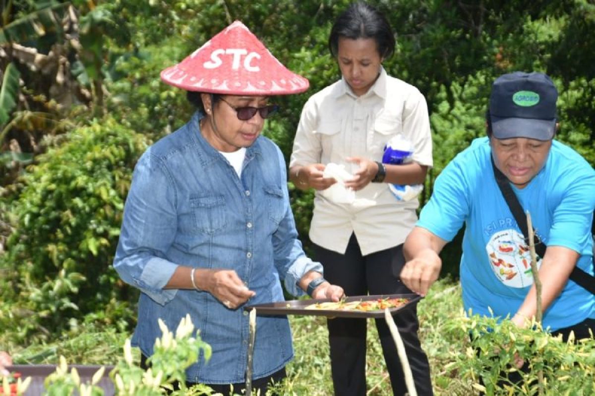 Penjabat Bupati Biak bersama kelompok tani panen cabai di Kampung Dernafi