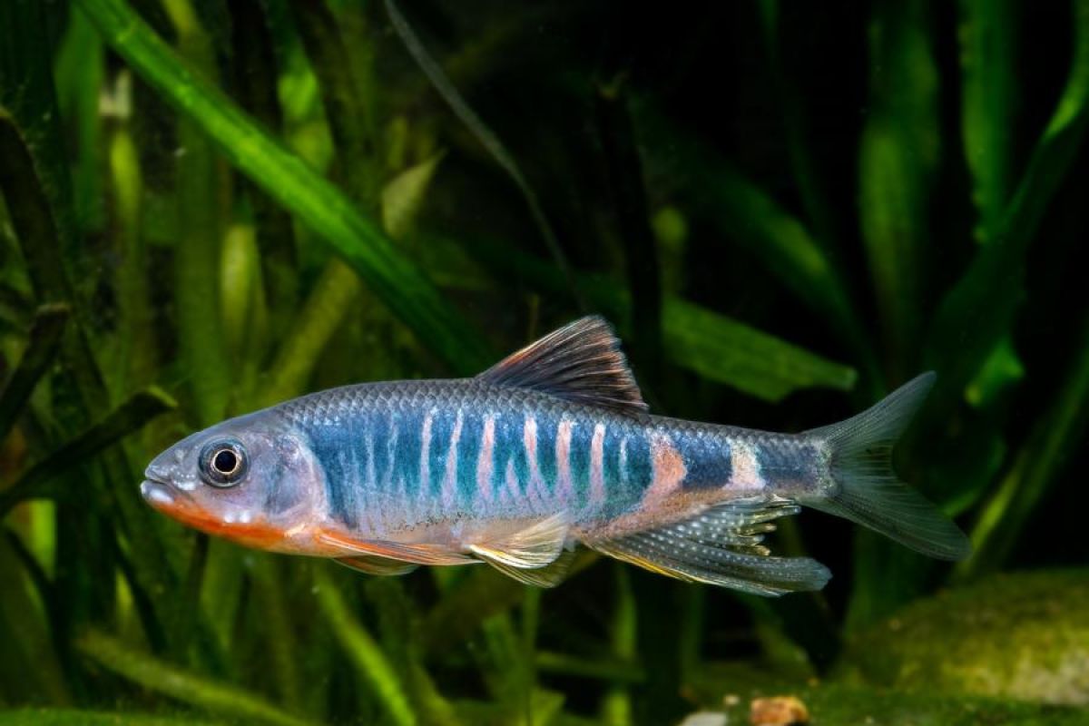 Spesies ikan baru ditemukan di China timur