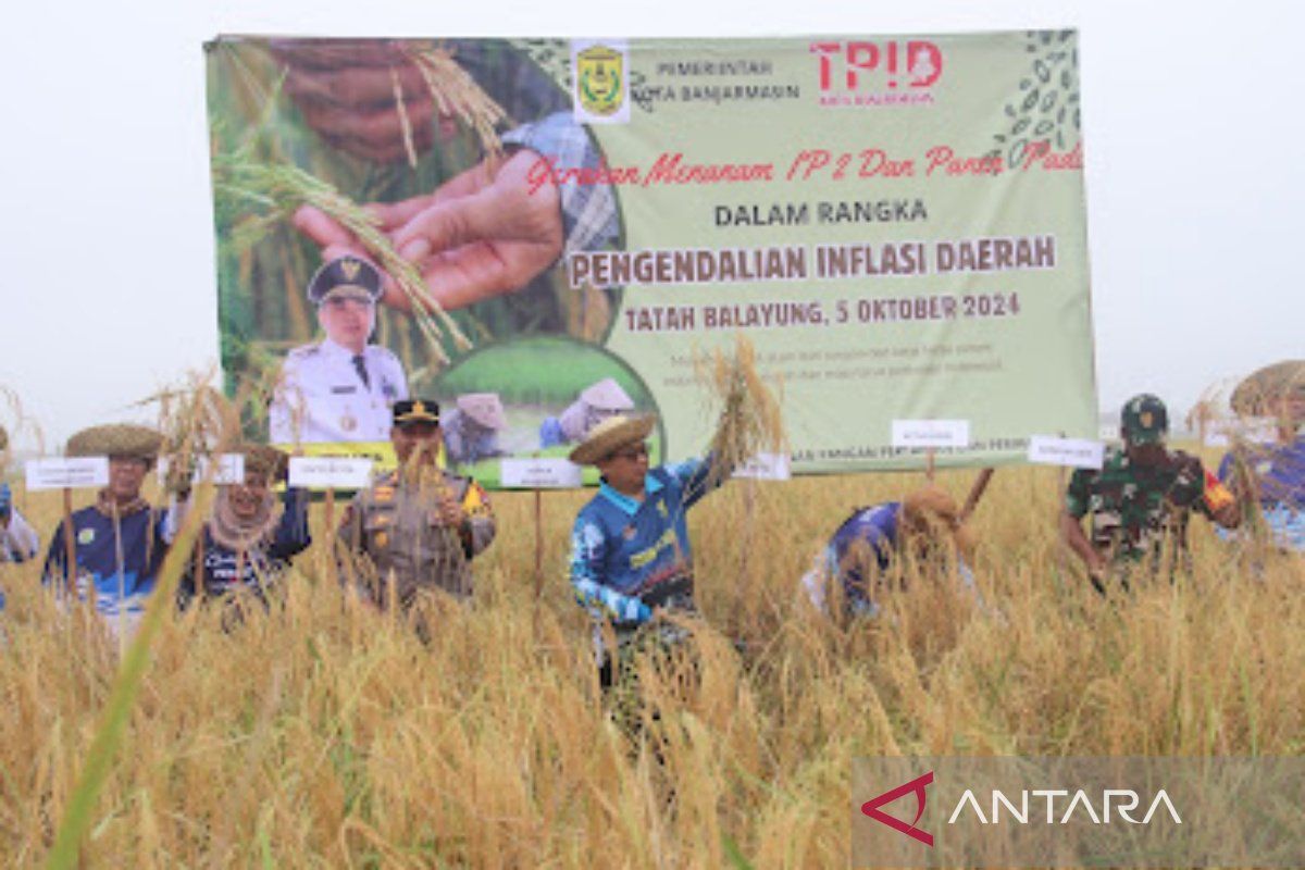 Banjarmasin panen raya padi dengan metode baru penanaman