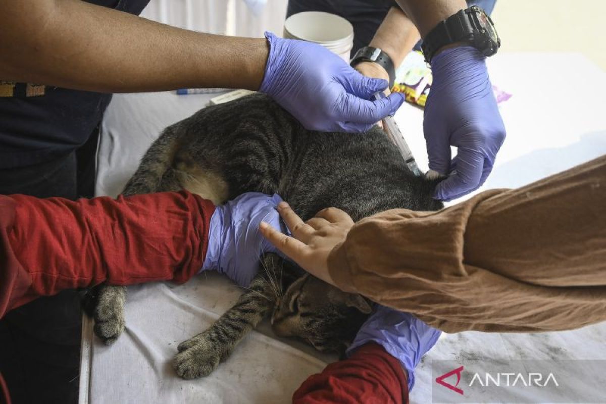 Vaksin rabies gratis di Tangerang