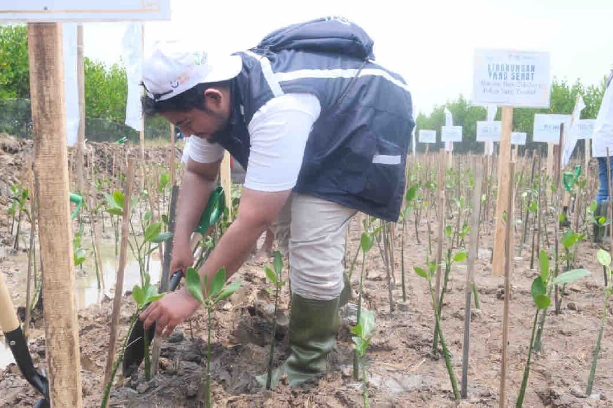 ASDP menanam 3.000 bibit mangrove jaga kualitas perairan di Tangerang