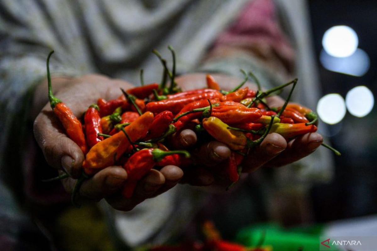 Harga pangan Minggu, cabai rawit naik Rp2.700 menjadi Rp48.670 per kg