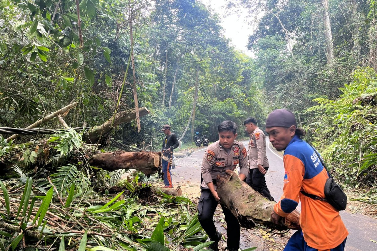 Petugas gabungan mengevakuasi pohon tumbang di jalan lintas Pesisir Barat