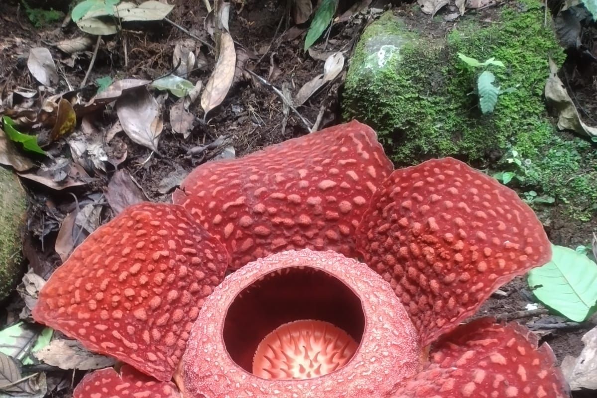 Bunga rafflesia mekar sempurna di Batang Palupuh Agam