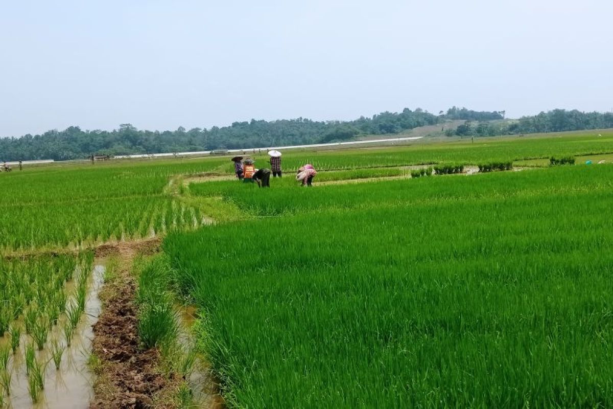 Petani di Lebak masih bisa maksimalkan lahan untuk tiga kali panen