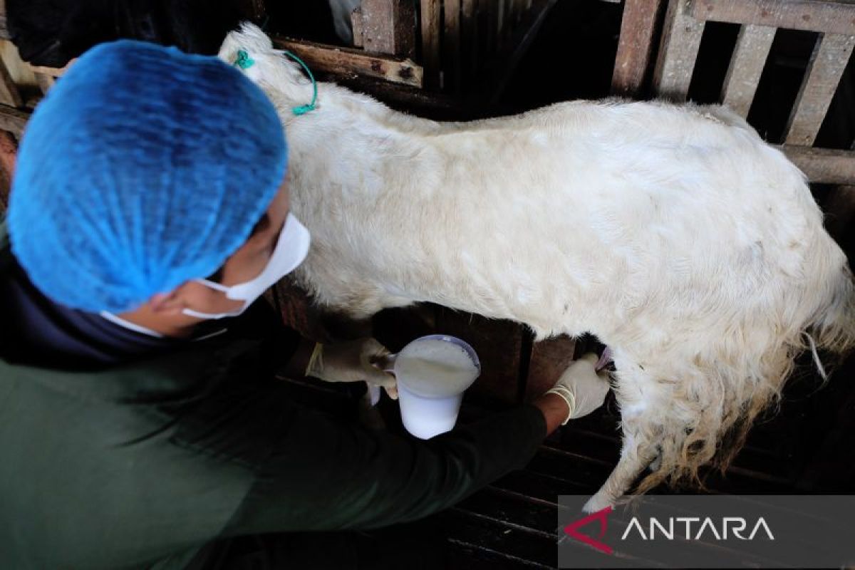 FOTO - Potensi usaha susu kambing