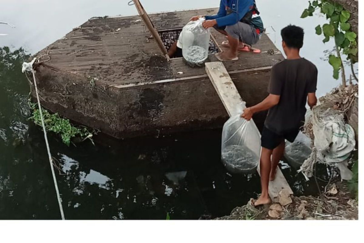 DKP distribusi bantuan bibit ikan nila ke 50 kelurahan di Mataram