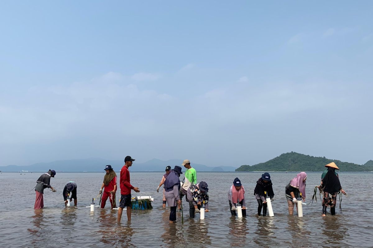 Bukit Asam kolaborasi dengan KTH tanam bibit lamun di Lampung