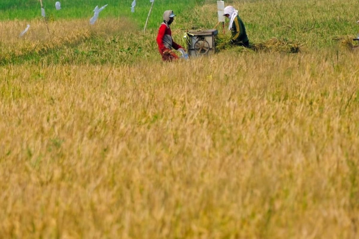 WPI bantu petani optimasi produksi padi lahan rawa