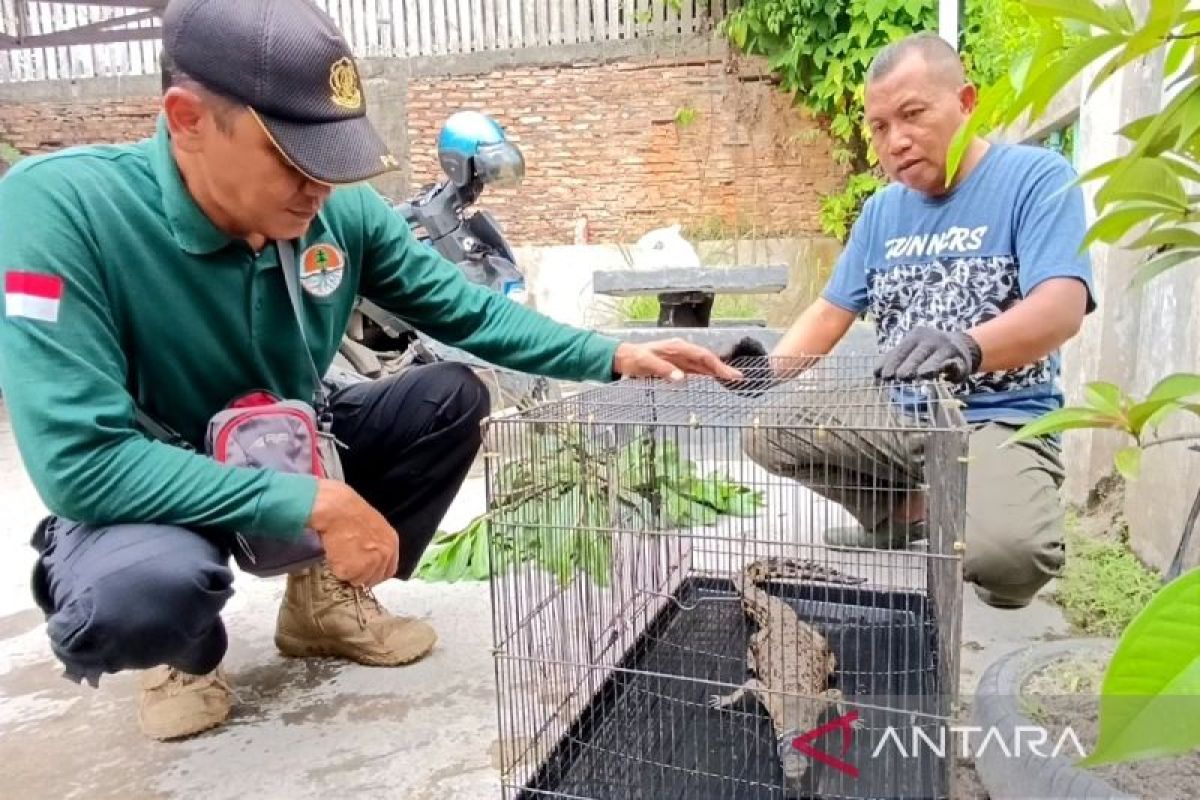 Berkeliaran di permukiman, anak buaya ditangkap dan diserahkan ke BKSDA Sampit