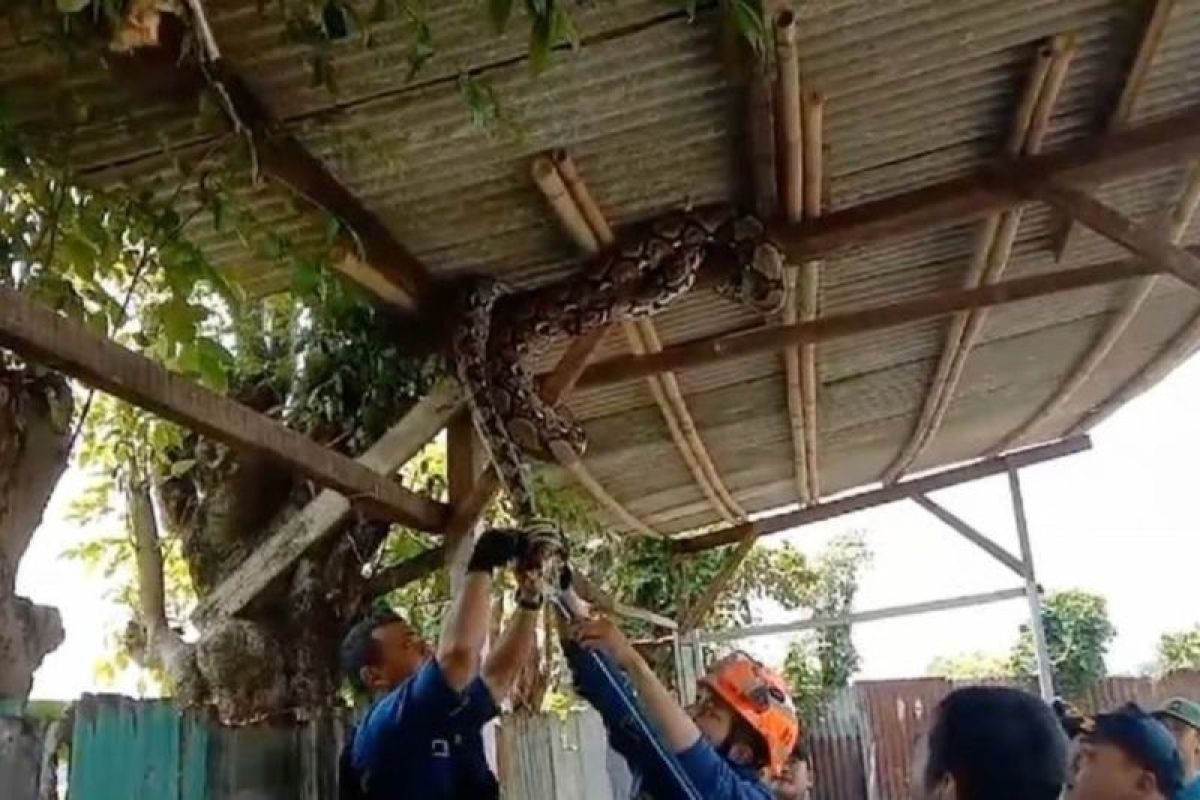 Selama September, BPBD Tangerang banyak layani evakuasi hewan liar