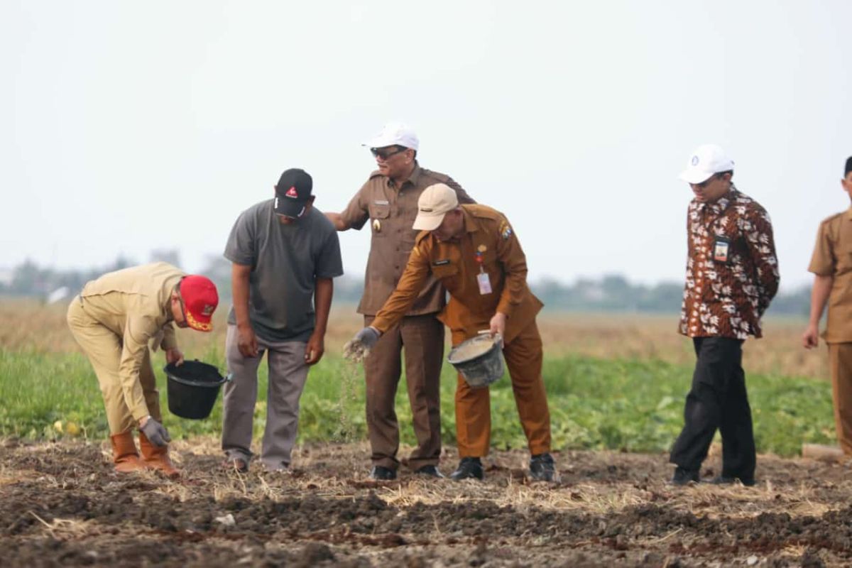 10 hektare lahan di Kota Serang ditanami bawang merah