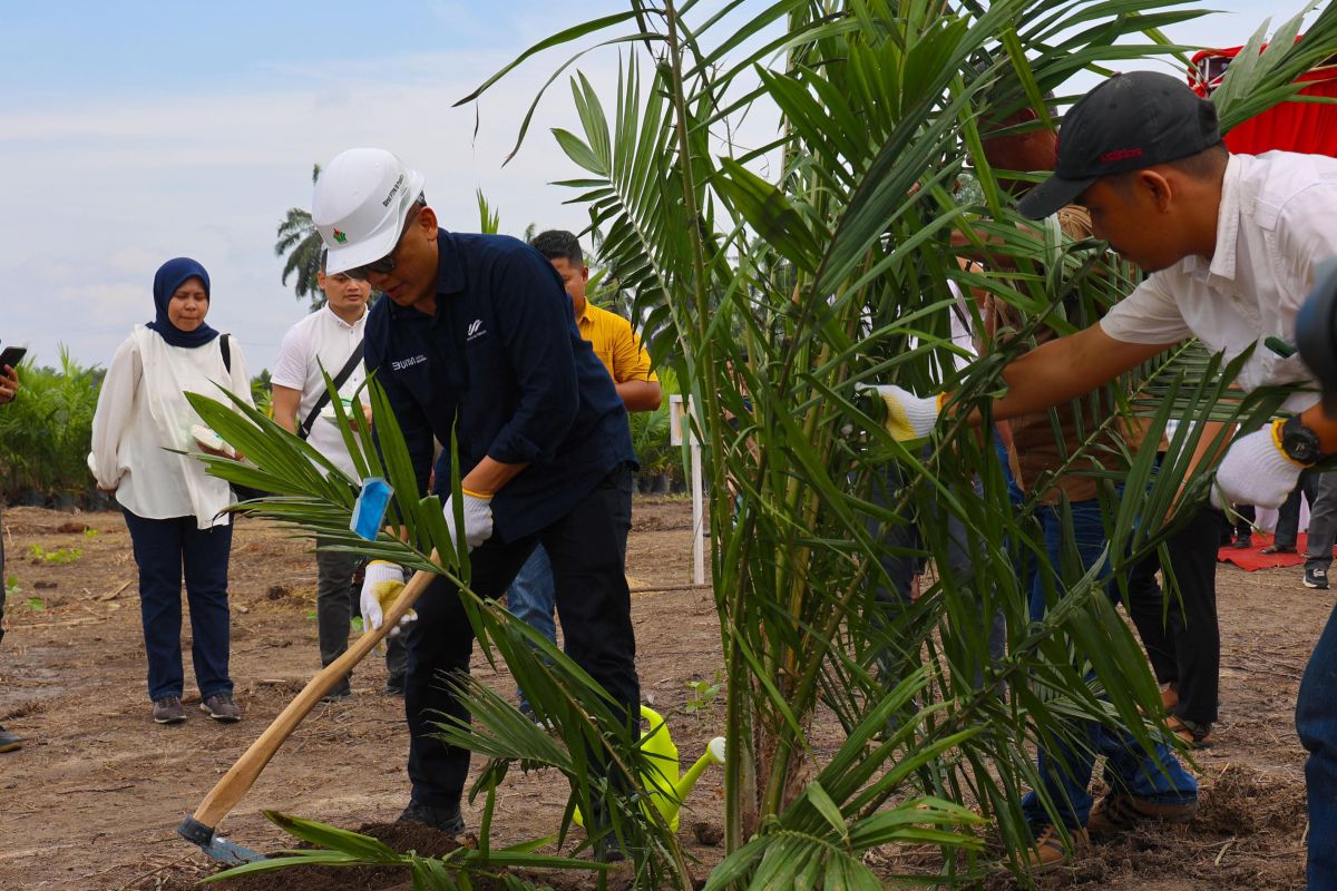 PTPN IV PalmCo menargetkan petani serap 2,1 juta bibit sawit unggul