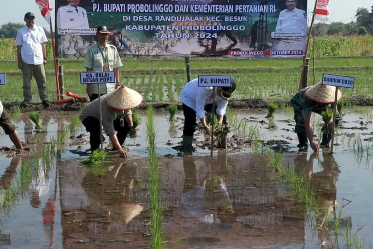 Kementan lakukan gerakan tanam padi PAT di Probolinggo