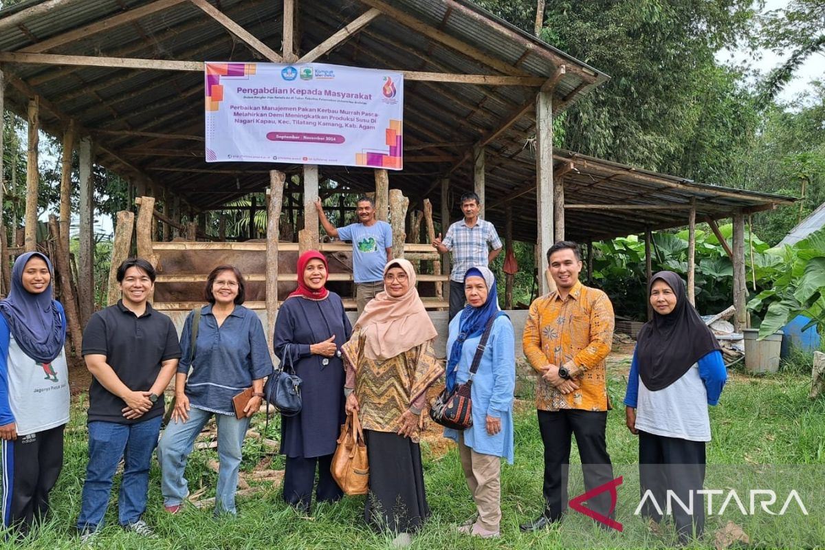 PKM - Perbaikan Manajemen Pakan Kerbau Murrah pasca melahirkan demi meningkatkan produksi susu