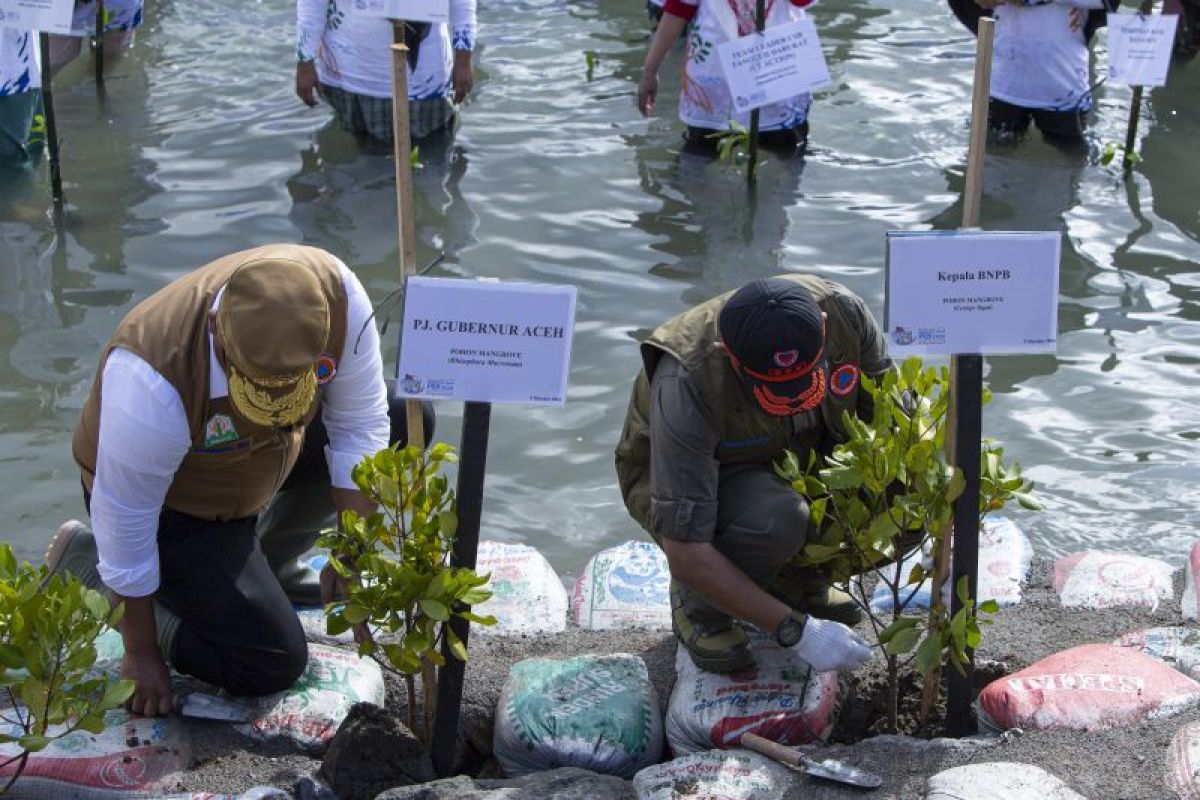 BNPB tanam 6.000 batang mangrove di Aceh upaya jaga ekosistem pesisir