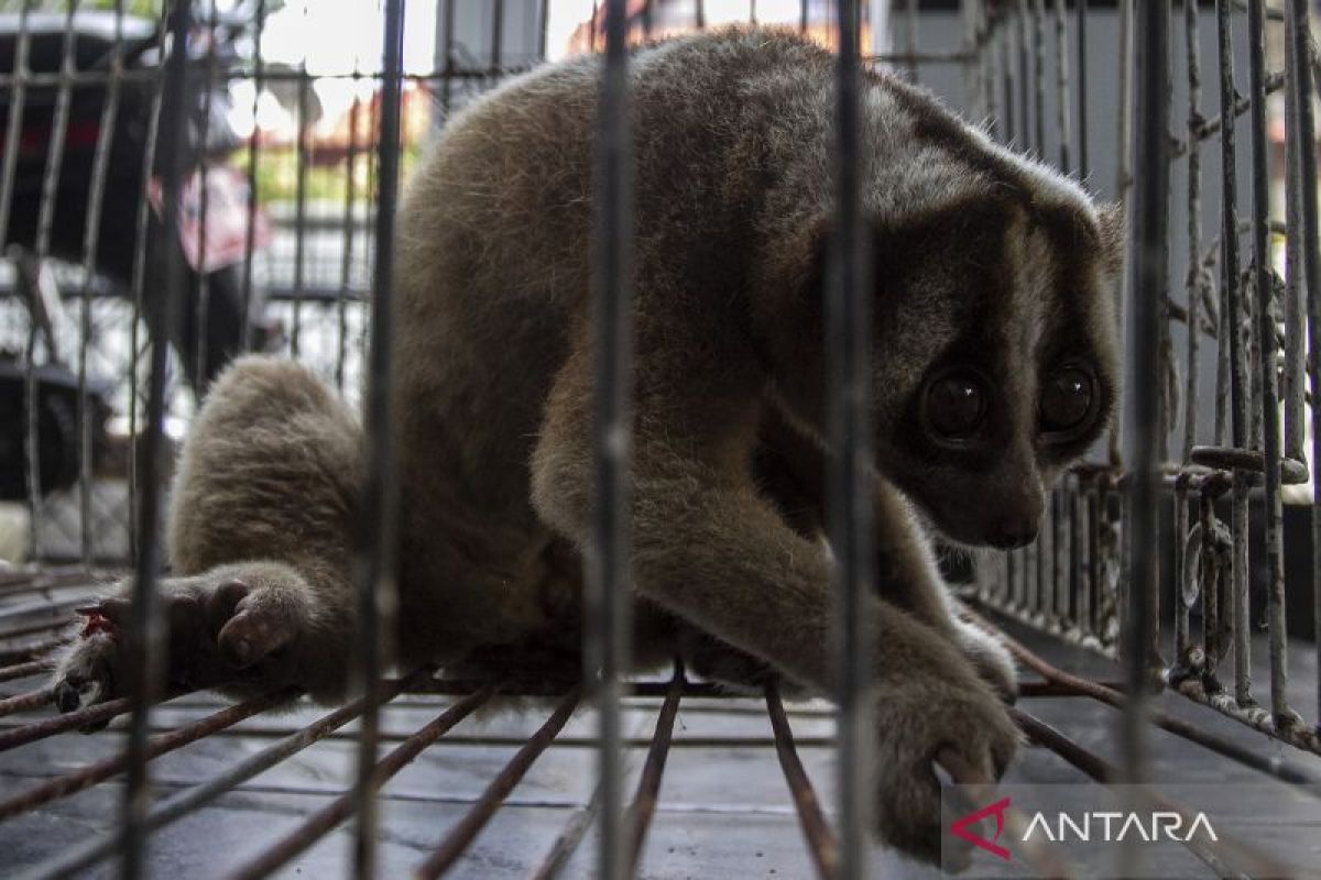 Penyelamatan kukang jawa dari permukiman warga