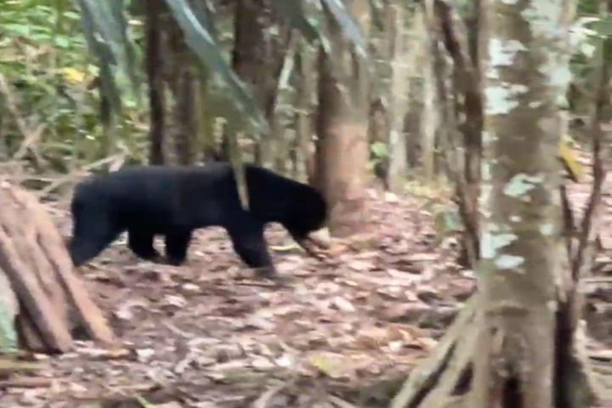 Beruang madu masuk pemukiman warga Sari Gadung Tanah Bumbu