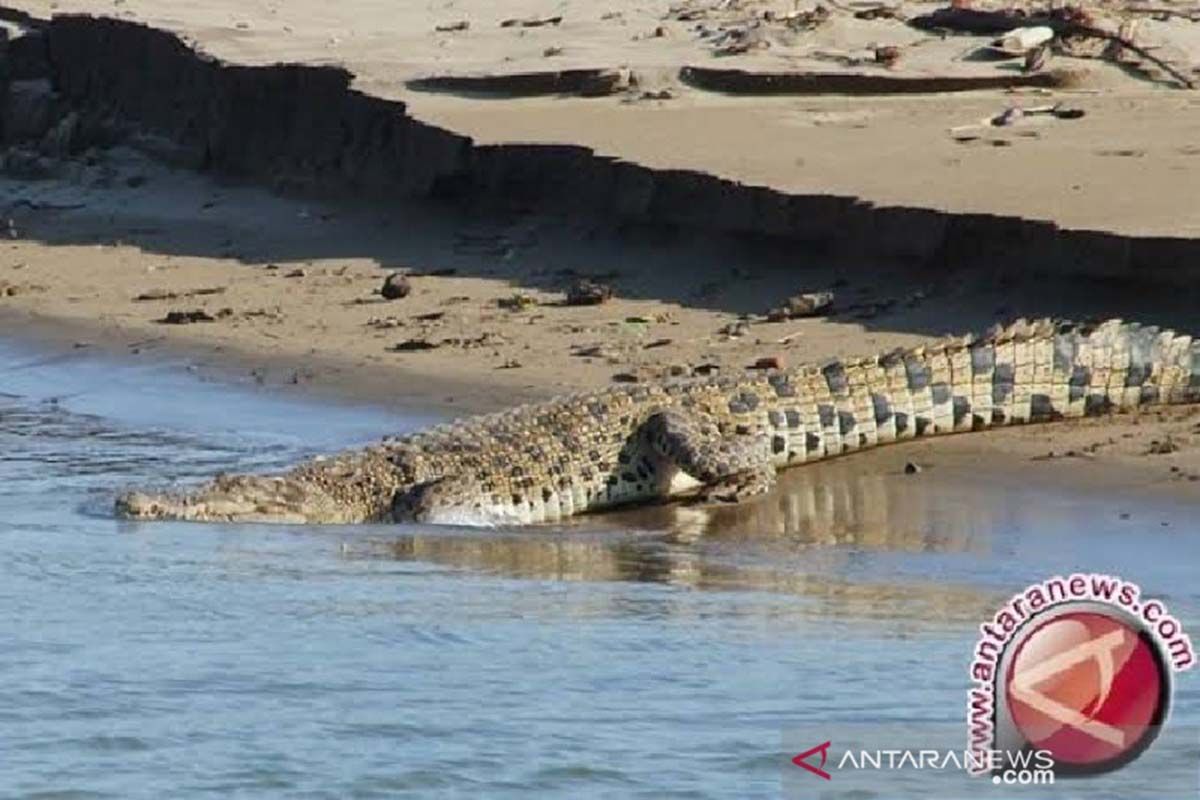 Nelayan Pulau Banyak Aceh Singkil kritis digigit buaya