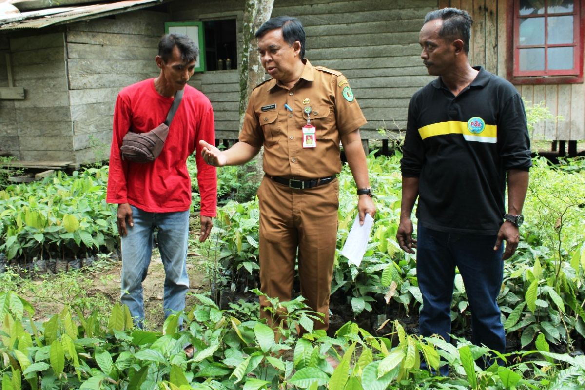 Pemprov Kaltim  perluas tanaman kakao dongkrak produksi kebun rakyat