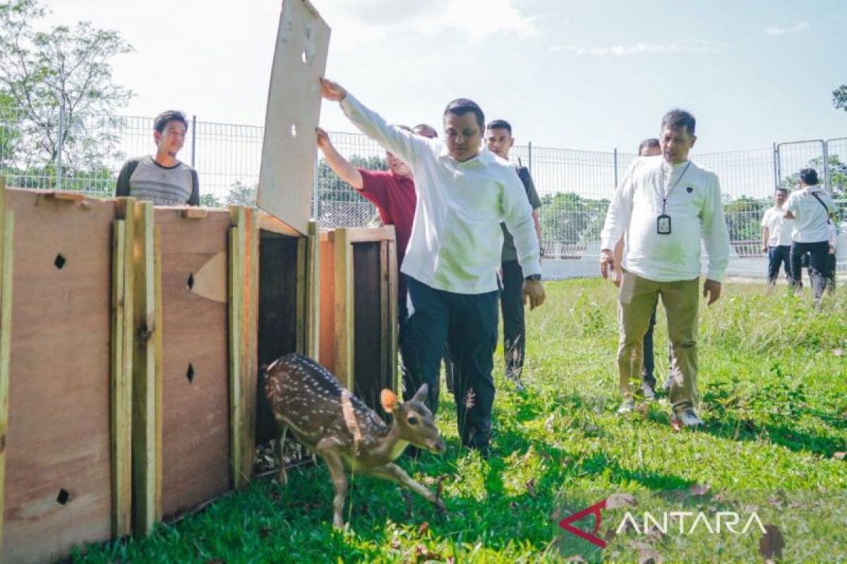 15 rusa totol Istana Bogor tambah  koleksi satwa Taman Cadika Medan