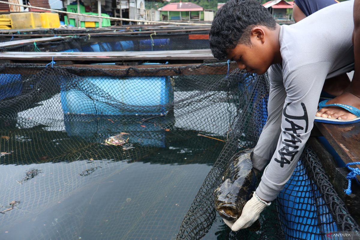 Mentawai berpotensi bagi pengembangan tangkap karbon dan perikanan