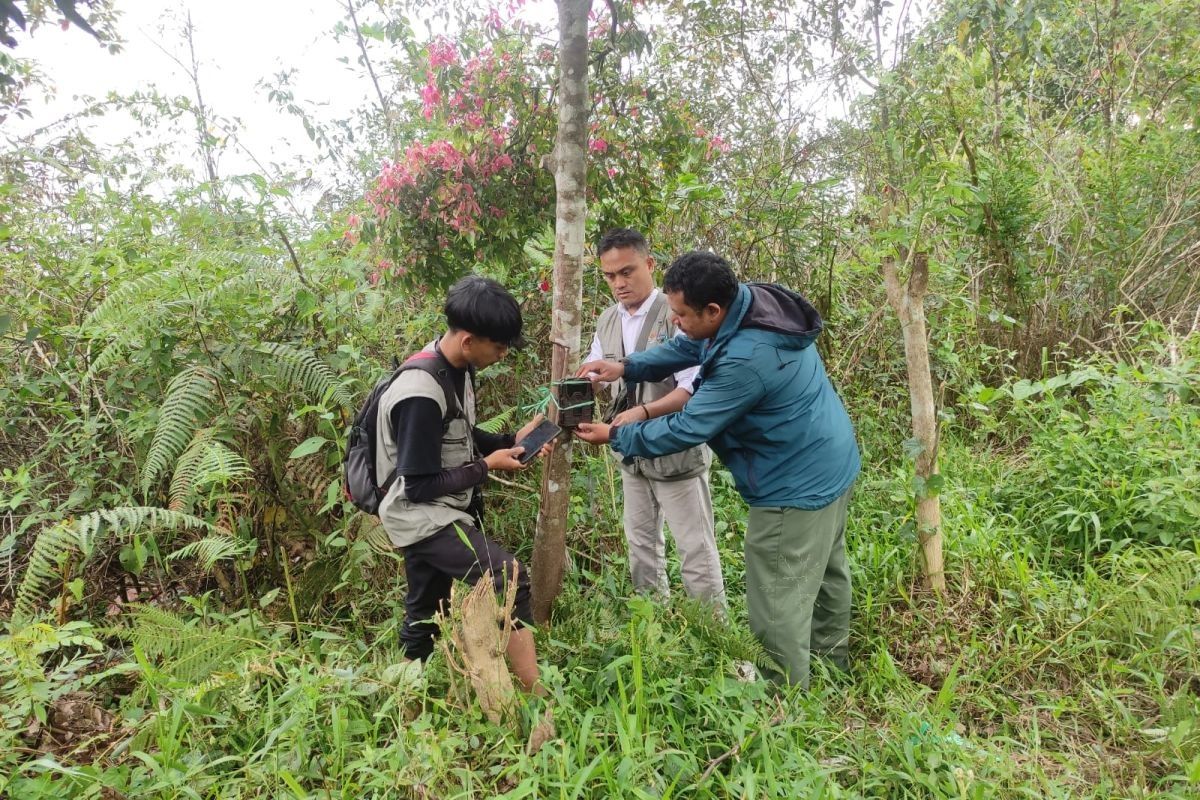 Tim gabungan pasang kamera jebak usai kemunculan seekor beruang di Lambar