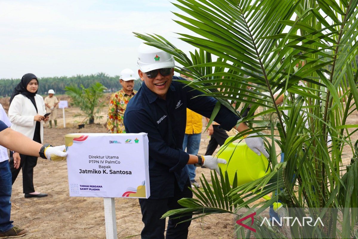 PTPN IV PalmCo targetkan 2,1 juta bibit unggul diserap petani hingga 2024, begini strateginya