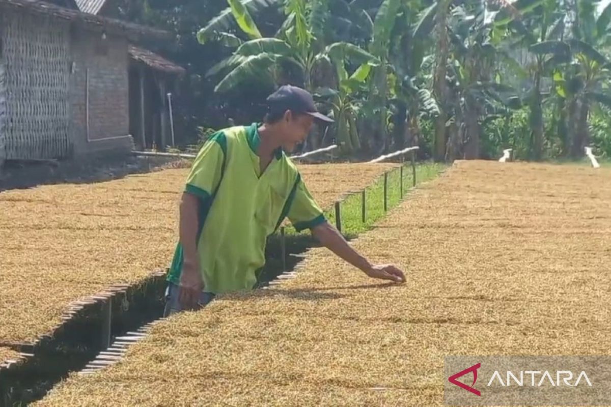 Disperta sebut minat petani tanam tembakau di Kabupaten Madiun naik