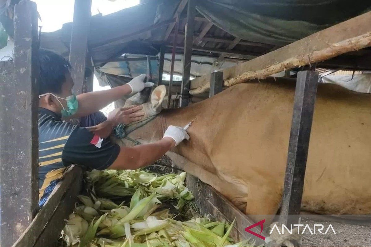 Distan HSU Tingkatkan Vaksinasi untuk Cegah Penyebaran Virus LSD pada Ternak