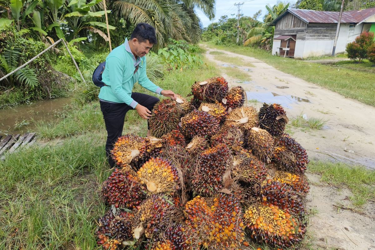 Petani sawit bersuka ria harga TBS tembus Rp3.000 per kilogram