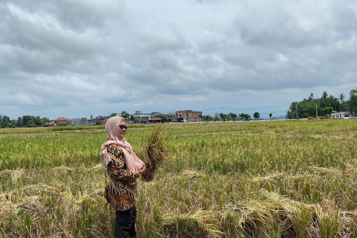 Pemkot Pariaman catat produksi padi Januari-September 16.408,2 ton